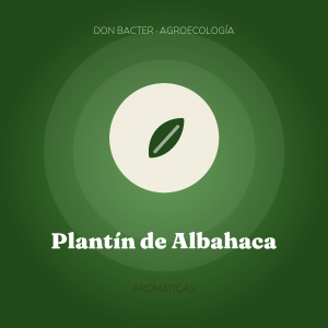 Plantín de Albahaca