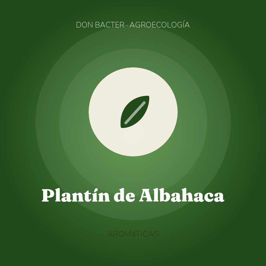 Plantín de Albahaca