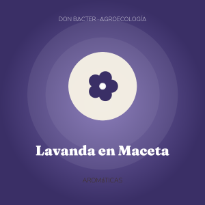 Lavanda en Maceta