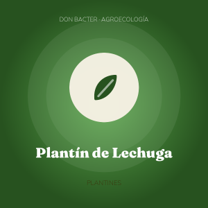 Plantín de Lechuga