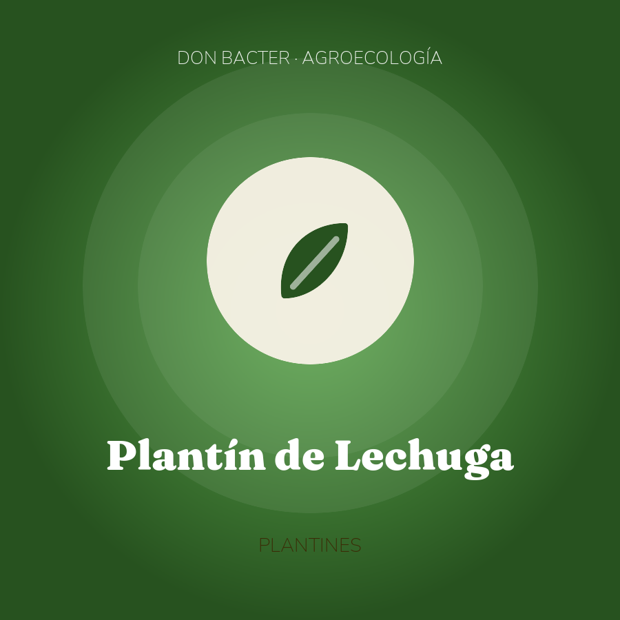 Plantín de Lechuga