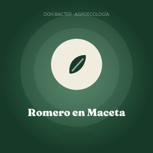 Romero en Maceta